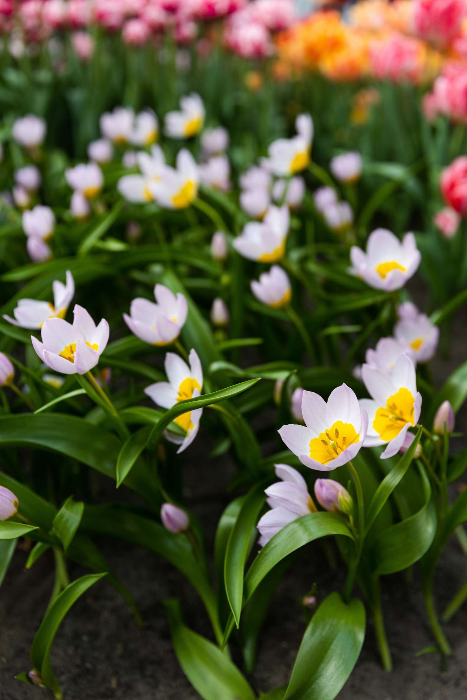 Botaaninen tulppaani 'Saxatilis' / 'Lilac Wonder'